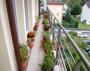Piante da Balcone