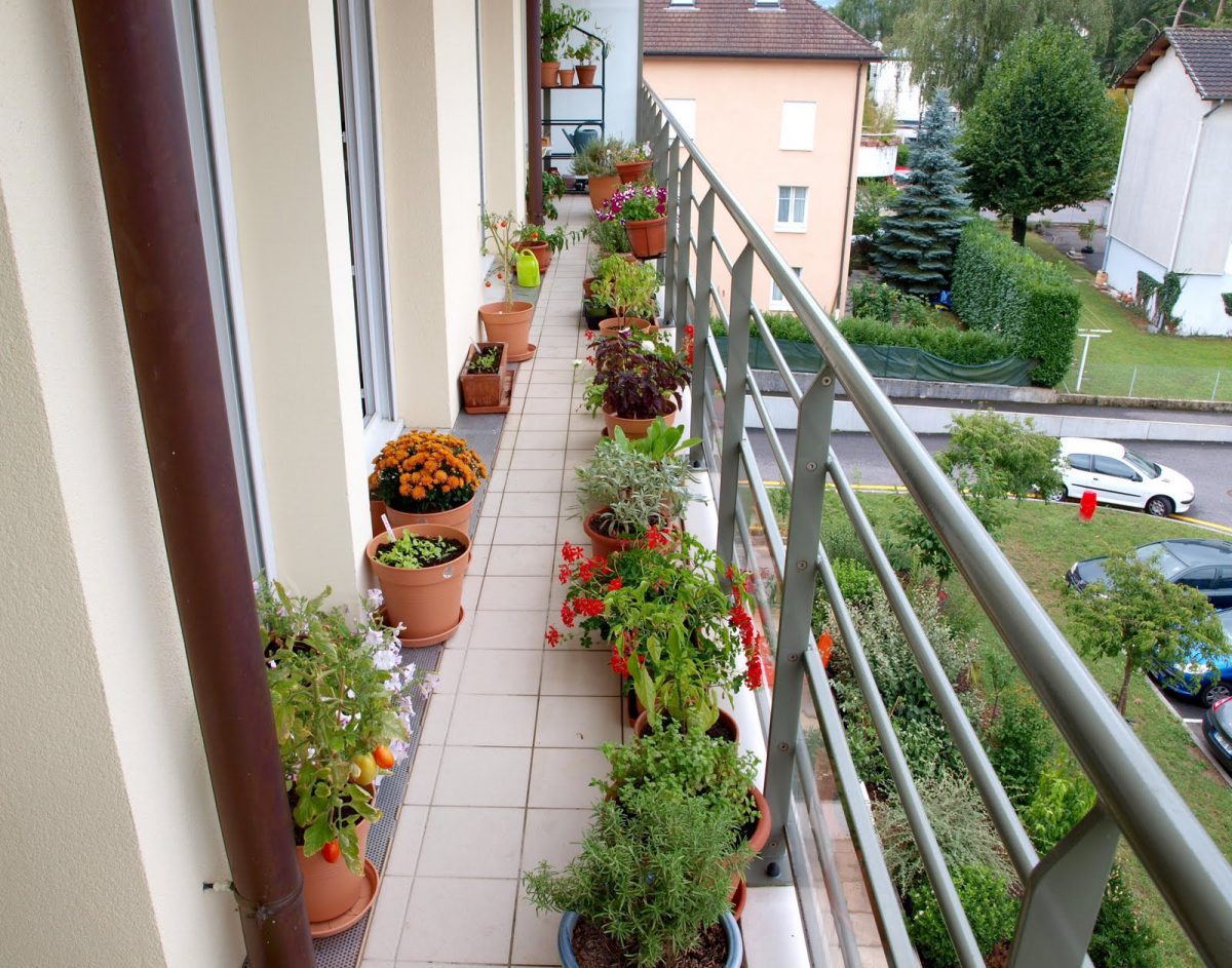 Piante da Balcone, Piante da Interno