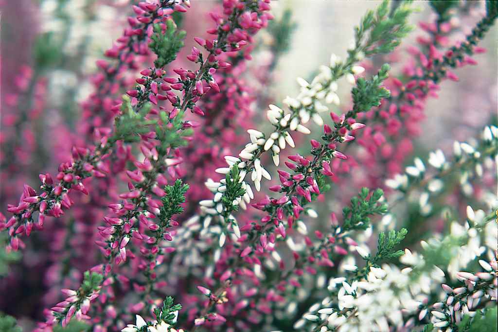 Erica Pianta Fiori Invernali da Giardino