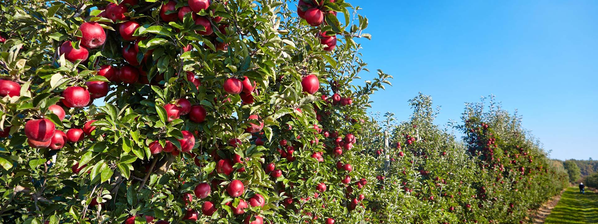 Il Lampone Pianta da Frutto