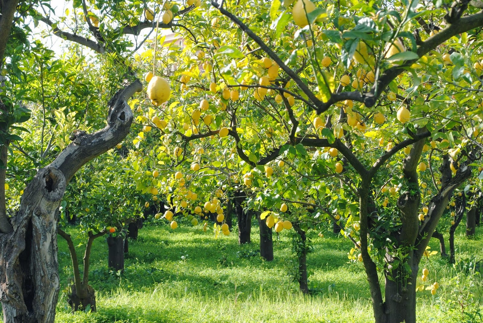 Il Limone Albero da Frutto