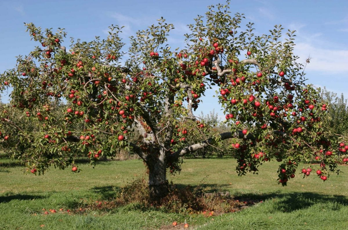 Il Melo Albero da Frutto