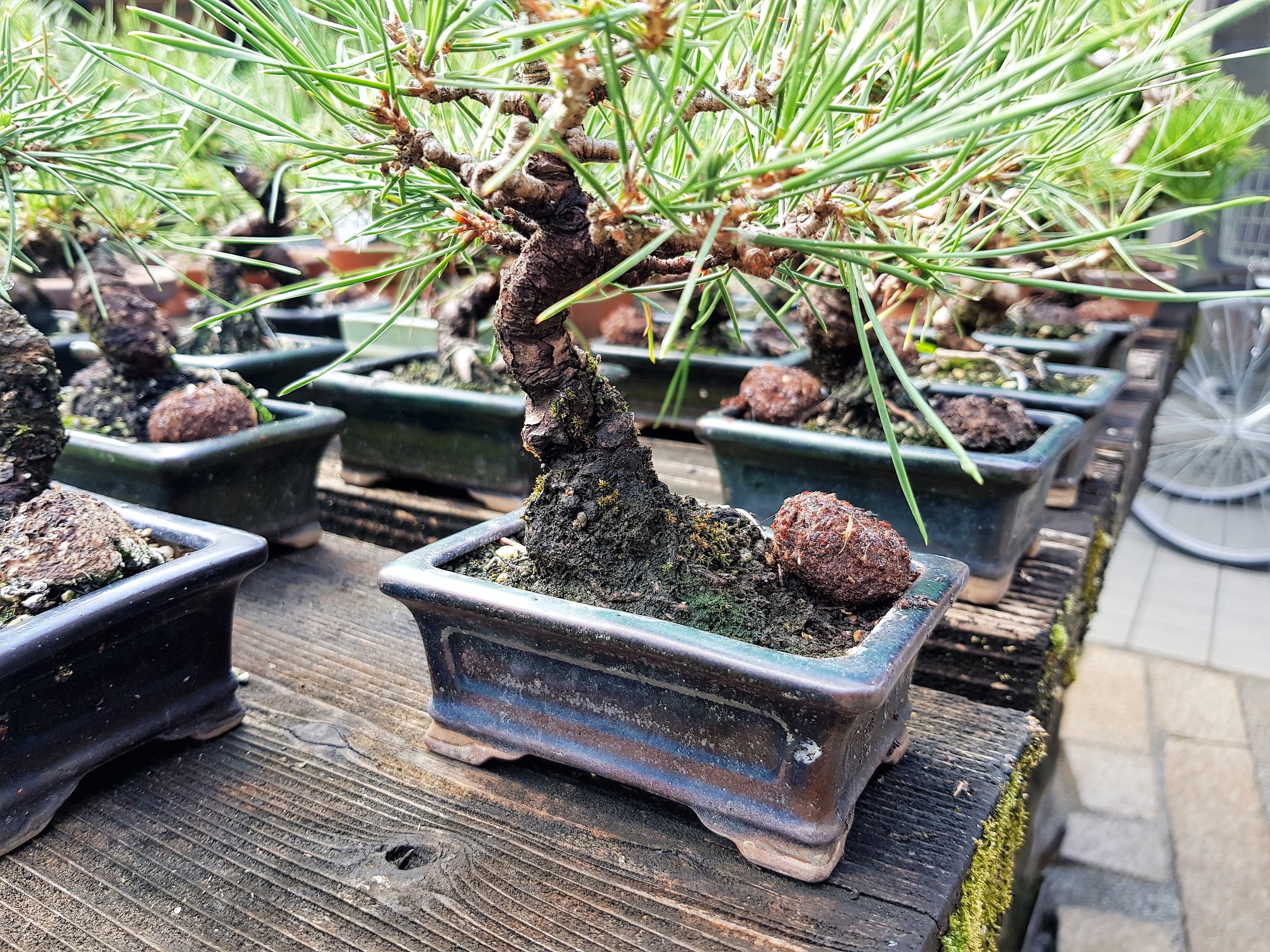 Terriccio per Bonsai Prezzi e Offerte Boschi di Sicilia