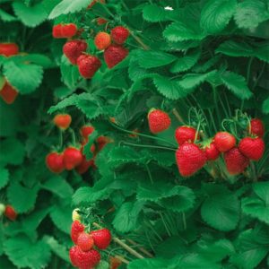 Terriccio per Fragole