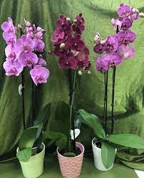 Terriccio per Orchidee