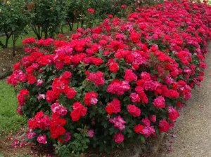 Terriccio per Rose