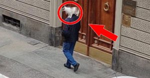 Gatto in spalla