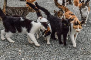 Gestire una Colonia di Gatti Selvatici